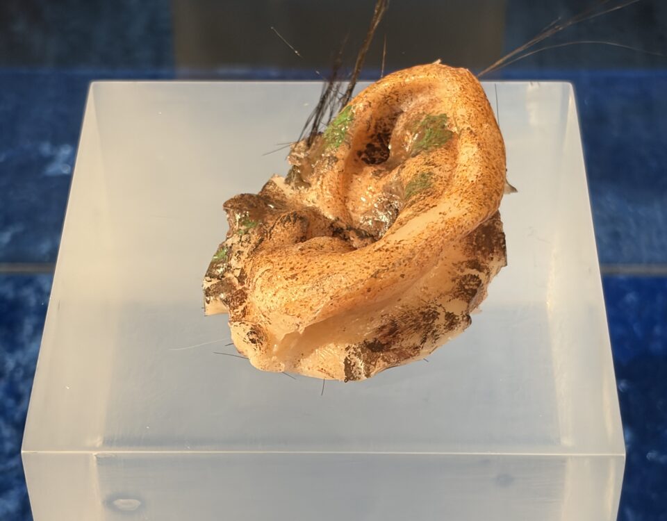 L'orella de Blue Velvet s'exposa al Maricel en el marc del Fantàstic